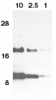 CCL11 / Eotaxin Antibody - Western blot of eotaxin in HeLa cell lysate containing 10, 2.5, or 1 ng of full length recombinant eotaxin with Eotaxin antibody at 1 ug/ml.