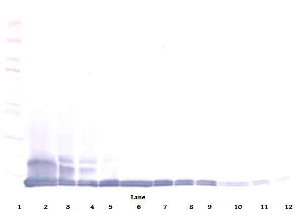Ccl12 / MCP5 Antibody - Western Blot (reducing) of MCP5 / CCL12 antibody. This image was taken for the unconjugated form of this product. Other forms have not been tested.