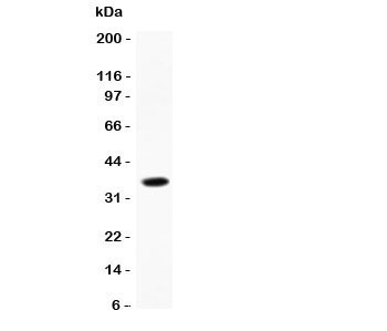 CCL13 / MCP4 Antibody - Western blot testing of CCL13 antibody and recombinant human protein (0.5ng)