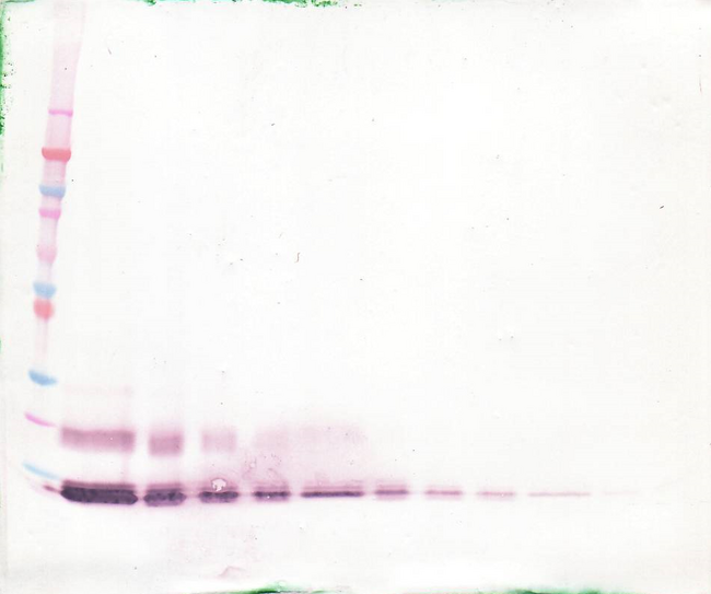 CCL13 / MCP4 Antibody - Anti-Human MCP-4 (CCL13) Western Blot Unreduced
