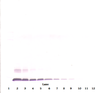 CCL13 / MCP4 Antibody - Anti-Human MCP-4 (CCL13) Western Blot Unreduced