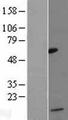 CCL13 / MCP4 Protein - Western validation with an anti-DDK antibody * L: Control HEK293 lysate R: Over-expression lysate