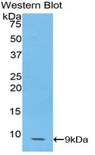 CCL14 Antibody - Western blot of recombinant Hcc1 / CCL14.