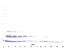 CCL15 / MIP5 Antibody - Western Blot (non-reducing) of CCL15 / MIP-5 antibody This image was taken for the unconjugated form of this product. Other forms have not been tested.