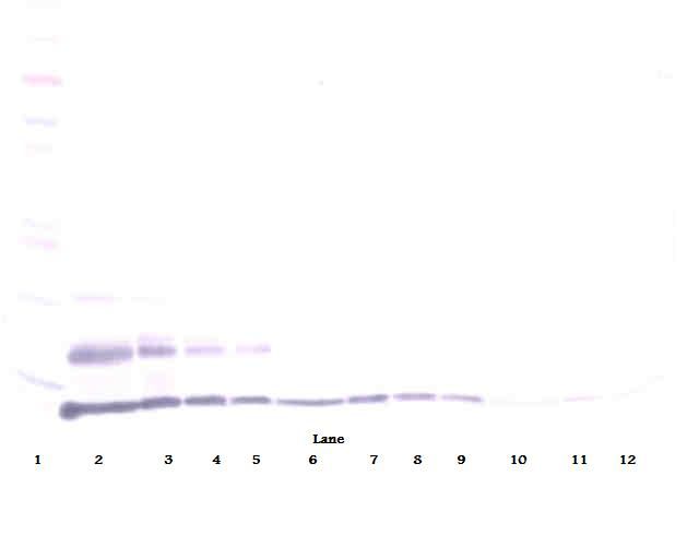 CCL15 / MIP5 Antibody - Western Blot (reducing) of CCL15 / MIP-5 antibody This image was taken for the unconjugated form of this product. Other forms have not been tested.