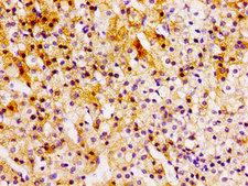 CCL15 / MIP5 Antibody - Immunohistochemistry image of paraffin-embedded human adrenal gland tissue at a dilution of 1:100