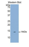 CCL16 / LEC Antibody - Western blot of recombinant CCL16 / LEC.  This image was taken for the unconjugated form of this product. Other forms have not been tested.