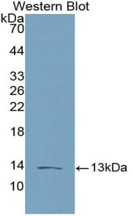 CCL16 / LEC Antibody - Western blot of recombinant CCL16 / LEC.