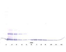 CCL16 / LEC Antibody - Western Blot (non-reducing) of CCL16 / LEC antibody This image was taken for the unconjugated form of this product. Other forms have not been tested.