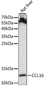 CCL16 / LEC Antibody - Western blot analysis of extracts of Rat liver, using CCL16 antibody at 1:1000 dilution. The secondary antibody used was an HRP Goat Anti-Rabbit IgG (H+L) at 1:10000 dilution. Lysates were loaded 25ug per lane and 3% nonfat dry milk in TBST was used for blocking. An ECL Kit was used for detection and the exposure time was 90s.