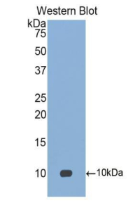 CCL18 / PARC Antibody - Western blot of recombinant CCL18 / PARC.  This image was taken for the unconjugated form of this product. Other forms have not been tested.