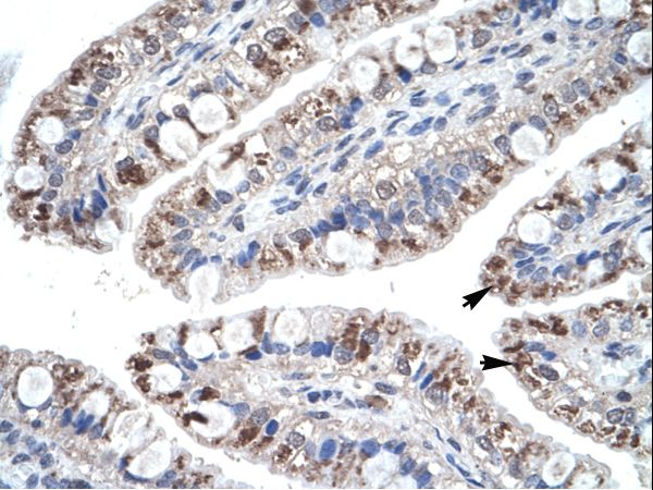 CCL18 / PARC Antibody - Human Intestine.  This image was taken for the unconjugated form of this product. Other forms have not been tested.