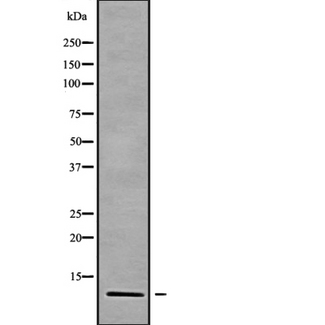 CCL18 / PARC Antibody - Western blot analysis of CCL18 using HepG2 whole cells lysates
