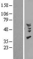 CCL18 / PARC Protein - Western validation with an anti-DDK antibody * L: Control HEK293 lysate R: Over-expression lysate