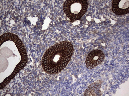 CCL19 / MIP3-Beta Antibody - Immunohistochemical staining of paraffin-embedded Human endometrium tissue within the normal limits using anti-CCL19 mouse monoclonal antibody. (Heat-induced epitope retrieval by 1 mM EDTA in 10mM Tris, pH8.5, 120C for 3min,