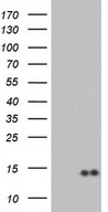 CCL19 / MIP3-Beta Antibody - HEK293T cells were transfected with the pCMV6-ENTRY control (Left lane) or pCMV6-ENTRY CCL19 (Right lane) cDNA for 48 hrs and lysed. Equivalent amounts of cell lysates (5 ug per lane) were separated by SDS-PAGE and immunoblotted with anti-CCL19.