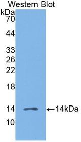 CCL19 / MIP3-Beta Antibody - Western Blot; Sample: Recombinant protein.