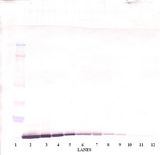 CCL19 / MIP3-Beta Antibody - Western Blot (non-reducing) of CCL19 antibody. This image was taken for the unconjugated form of this product. Other forms have not been tested.