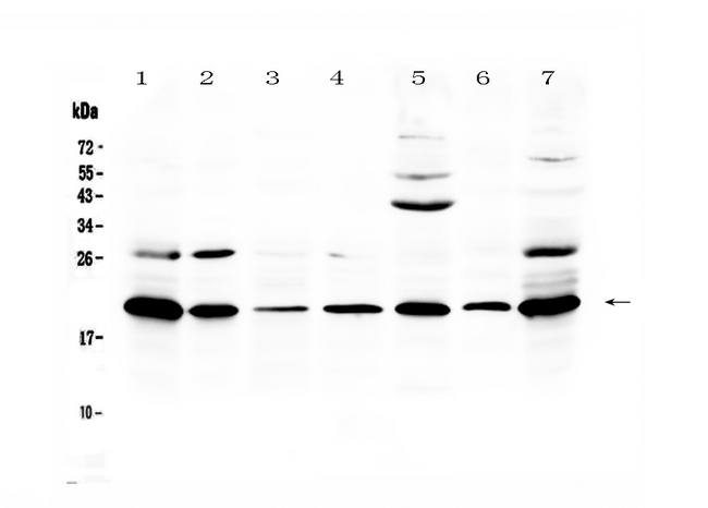 CCL19 / MIP3-Beta Antibody - Western blot analysis of Ccl19/MIP-3 beta using anti-Ccl19/MIP-3 beta antibody. Electrophoresis was performed on a 5-20% SDS-PAGE gel at 70V (Stacking gel) / 90V (Resolving gel) for 2-3 hours. The sample well of each lane was loaded with 50ug of sample under reducing conditions. Lane 1: rat thymus tissue lysate,Lane 2: rat lung tissue lysate,Lane 3: rat spleen tissue lysate,Lane 4: rat stomach tissue lysate,Lane 5: rat PC-12 whole Cell lysate,Lane 6: mouse thymus tissue lysate,Lane 7: mouse NIH3T3 whole Cell lysate. After Electrophoresis, proteins were transferred to a Nitrocellulose membrane at 150mA for 50-90 minutes. Blocked the membrane with 5% Non-fat Milk/ TBS for 1.5 hour at RT. The membrane was incubated with rabbit anti-Ccl19/MIP-3 beta antigen affinity purified polyclonal antibody at 0.5 µg/mL overnight at 4°C, then washed with TBS-0.1% Tween 3 times with 5 minutes each and probed with a goat anti-rabbit IgG-HRP secondary antibody at a dilution of 1:10000 for 1.5 hour at RT. The signal is developed using an Enhanced Chemiluminescent detection (ECL) kit with Tanon 5200 system. A specific band was detected for Ccl19/MIP-3 beta at approximately 20KD. The expected band size for Ccl19/MIP-3 beta is at 11KD.
