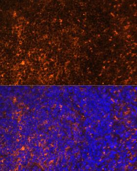 CCL19 / MIP3-Beta Antibody - Immunofluorescence analysis of Rat spleen using CCL19 Polyclonal Antibody at dilution of 1:100 (40x lens).Blue: DAPI for nuclear staining.