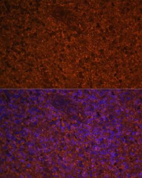 CCL19 / MIP3-Beta Antibody - Immunofluorescence analysis of Human spleen using CCL19 Polyclonal Antibody at dilution of 1:100 (40x lens).Blue: DAPI for nuclear staining.