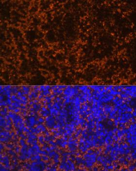 CCL19 / MIP3-Beta Antibody - Immunofluorescence analysis of Mouse spleen using CCL19 Polyclonal Antibody at dilution of 1:100 (40x lens).Blue: DAPI for nuclear staining.