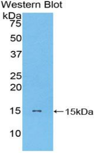 CCL2 / MCP1 Antibody - Western blot of recombinant CCL2 / MCP-1.  This image was taken for the unconjugated form of this product. Other forms have not been tested.