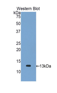 CCL2 / MCP1 Antibody - Western blot of recombinant CCL2 / MCP-1.  This image was taken for the unconjugated form of this product. Other forms have not been tested.