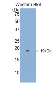CCL2 / MCP1 Antibody - Western blot of recombinant CCL2 / MCP-1.  This image was taken for the unconjugated form of this product. Other forms have not been tested.