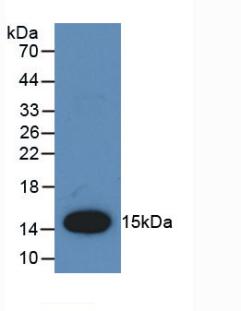 CCL2 / MCP1 Antibody - Western Blot; Sample: Recombinant MCP1, Rat.
