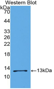 CCL2 / MCP1 Antibody - Western blot of recombinant CCL2 / MCP-1.  This image was taken for the unconjugated form of this product. Other forms have not been tested.