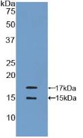 CCL2 / MCP1 Antibody - Western Blot; Sample: Recombinant MCP1, Human.