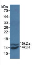 CCL2 / MCP1 Antibody