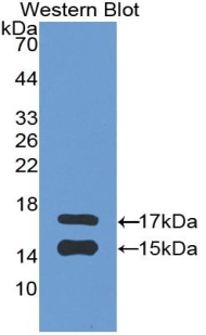CCL2 / MCP1 Antibody - Western blot of recombinant CCL2 / MCP1.