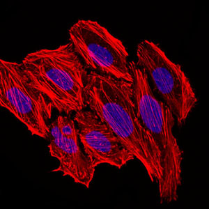 CCL2 / MCP1 Antibody - Immunofluorescence of HepG2 cells. Blue: DRAQ5 fluorescent DNA dye. Red: Actin filaments have been labeled with Alexa Fluor-555 phalloidin.