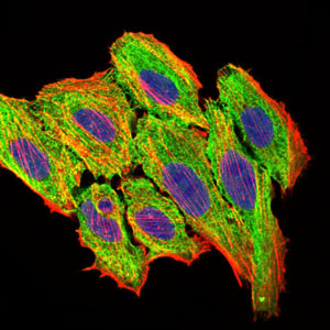 CCL2 / MCP1 Antibody - Immunofluorescence of HepG2 cells using CCL2 mouse monoclonal antibody (green). Blue: DRAQ5 fluorescent DNA dye. Red: Actin filaments have been labeled with Alexa Fluor-555 phalloidin.