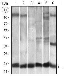 CCL2 / MCP1 Antibody - Western Blot: MCP1 Antibody (2D8) - Western blot analysis using MCP1 mouse mAb against A549 (1), HeLa (2), Raw264.7 (3), L1210 (4), C6 (5), and COS-7 (6)cell lysate.  This image was taken for the unconjugated form of this product. Other forms have not been tested.
