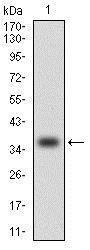 CCL2 / MCP1 Antibody - Western Blot: MCP1 Antibody (2D8) - Western blot analysis using MCP1 mAb against human MCP1 (AA: 1-99) recombinant protein. (Expected MW is 36.5 kDa).  This image was taken for the unconjugated form of this product. Other forms have not been tested.