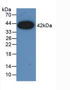 CCL2 / MCP1 Antibody - Western Blot; Sample: Recombinant MCP1, Canine.