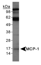 CCL2 / MCP1 Antibody - MCP-1 Antibody - Western Blot on TNF alpha treated PC12 lysates.  This image was taken for the unconjugated form of this product. Other forms have not been tested.