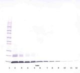 CCL2 / MCP1 Antibody - Western Blot (non-reducing) of CCL2 / MCP-1 antibody