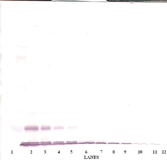 CCL2 / MCP1 Antibody - Western Blot (non-reducing) of CCL2 / MCP-1 antibody