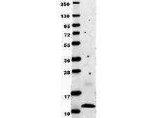 CCL2 / MCP1 Antibody - Anti-Human MCP-1 Antibody - Western Blot. Anti-human MCP-1 by western blot shows detection of recombinant human MCP-1 raised in E. coli. Recombinant (0.1 ug, 8.6 kD) protein was loaded onto and resolved by SDS-PAGE, then transferred to nitrocellulose. The membrane was blocked with 1% BSA in TBST for 30 min at RT, followed by incubation with Anti-Human MCP-1. After washing, membrane was probed with secondary antibody Dylight 649 Conjugated Anti-Rabbit IgG (H&L) (Goat) Antibody ( diluted 1:20000 in blocking buffer (p/n MB-070) for 30 min. at RT. Data was collected using Bio-Rad VersaDoc 4000 MP imaging system.