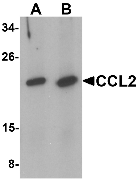 CCL2 / MCP1 Antibody - Western blot analysis of CCL2 in rat spleen tissue lysate with CCL2 antibody at 1 ug/ml.