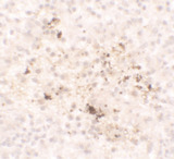 CCL2 / MCP1 Antibody - Immunohistochemistry of CCL2 in spleen tissue with CCL2 antibody at 5 ug/ml.