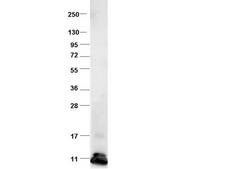 CCL2 / MCP1 Antibody - Anti-Bovine CCL2 Antibody - Western Blot. Western blot of protein-A purified anti-bovine CCL2 antibody shows detection of recombinant bovine CCL2 at 8.8kD (arrow) raised in yeast. Protein was purified and resolved by SDS-PAGE, then transferred to PVDF membrane. Membrane was blocked with 3% BSA (BSA-30, diluted 1:10), and probed with Inc. Anti-bovine CCL2. After washing, membrane was probed with Dylight 649 Conjugated Anti-Rabbit IgG (H&L) (Donkey) Antibody (.
