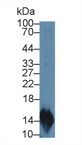 CCL20 / MIP-3-Alpha Antibody - Western Blot; Sample: Rat Lymphocyte lysate; Primary Ab: 2µg/mL Rabbit Anti-Rat MIP3a Antibody Second Ab: 0.2µg/mL HRP-Linked Caprine Anti-Rabbit IgG Polyclonal Antibody