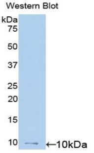 CCL20 / MIP-3-Alpha Antibody - Western blot of recombinant CCL20 / MIP-3-Alpha.