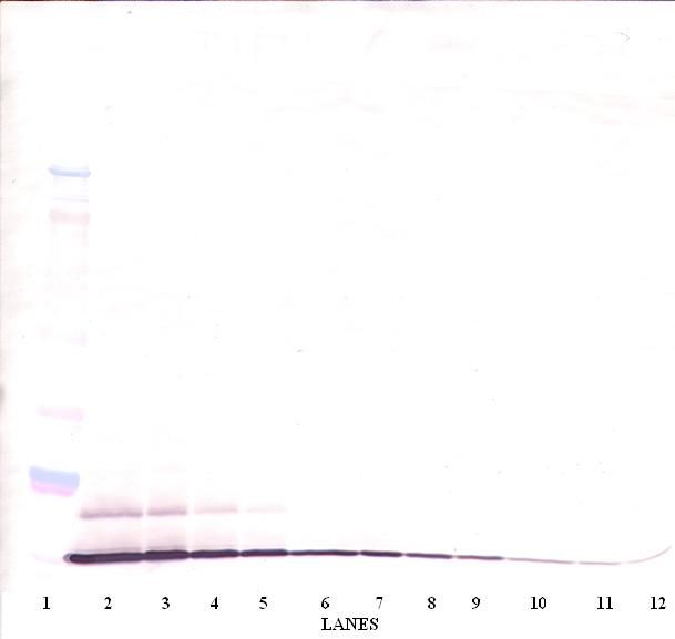 CCL20 / MIP-3-Alpha Antibody - Western Blot (non-reducing) of CCL20 antibody. This image was taken for the unconjugated form of this product. Other forms have not been tested.