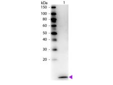 CCL20 / MIP-3-Alpha Antibody - Western Blot of Biotin Conjugated Rabbit Anti-Human MIP-3a Antibody. Lane 1: Human MIP-3a. Lane 2: None. Load: 50 ng per lane. Primary antibody: Human MIP-3a antibody at 1:1000 for 60 min at RT. Secondary antibody: Peroxidase conjugated Streptavidin secondary antibody at 1:40,000 for 30 min at RT.